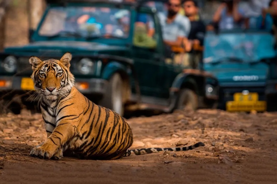 Wildlife Tour in Rajasthan